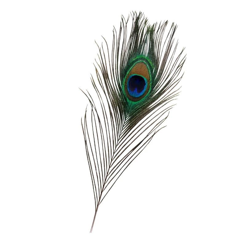 Peacock feather, peacock,bird
