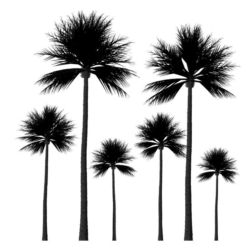 Palm trees silhouette summer gift