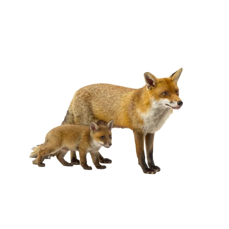 Fuchs