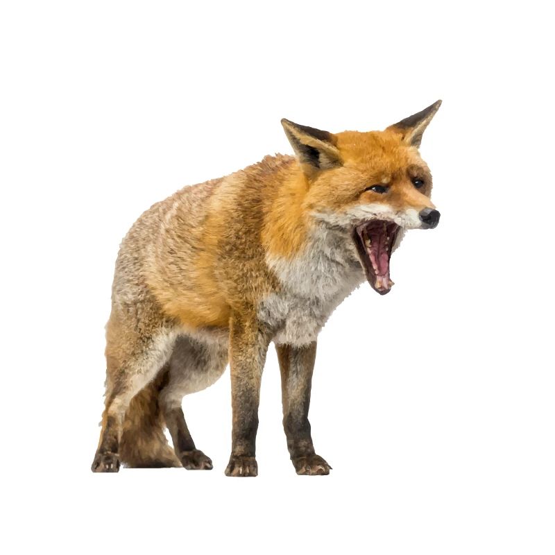 Fuchs
