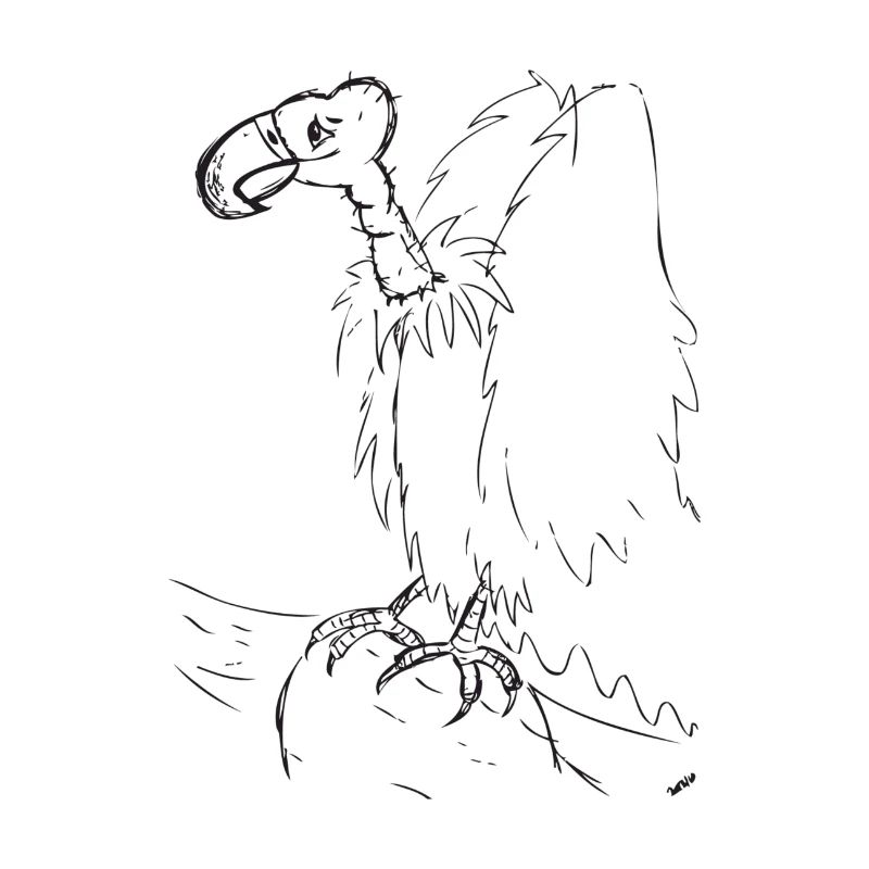Vulture sketch