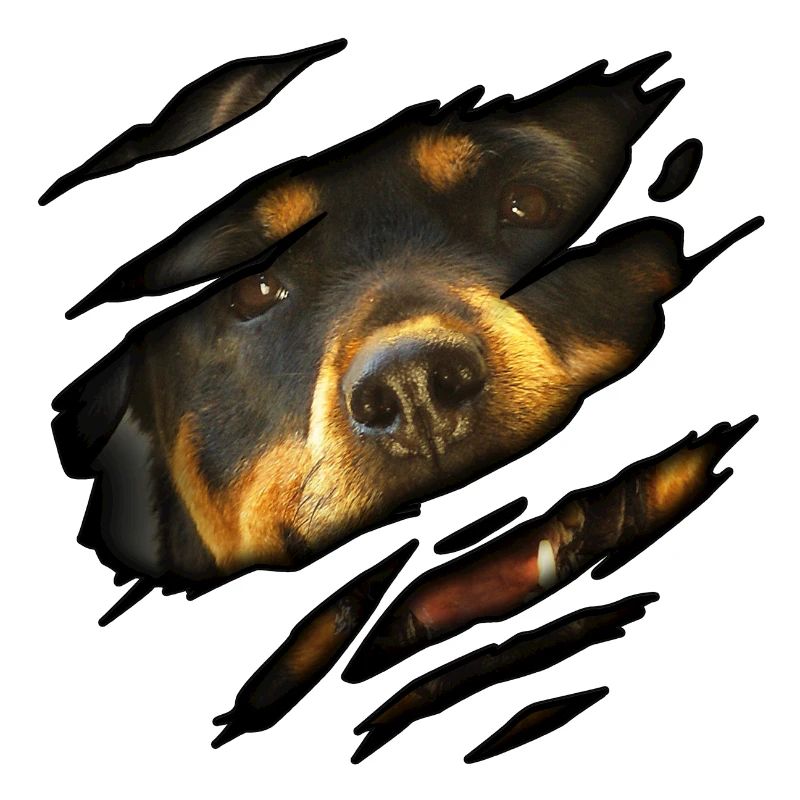 Rottweiler en moi