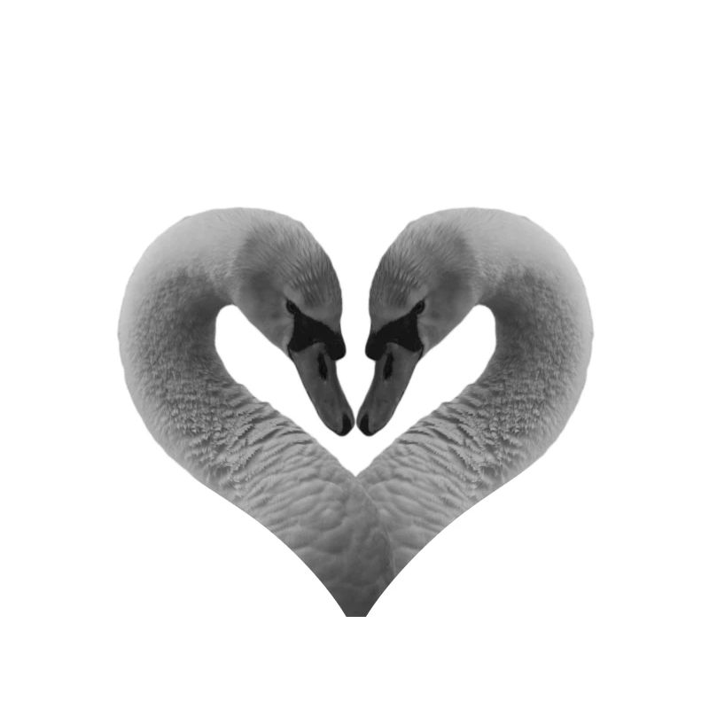 A heart for animals