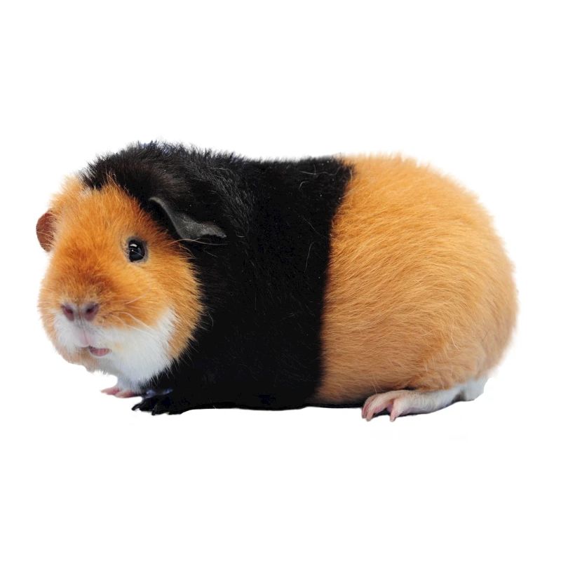 Guinea pig