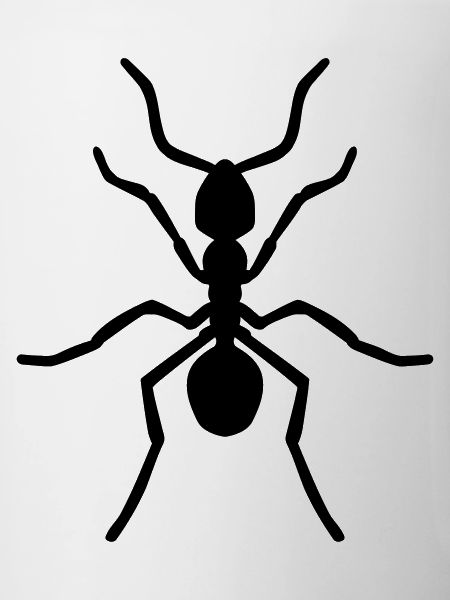 Ant