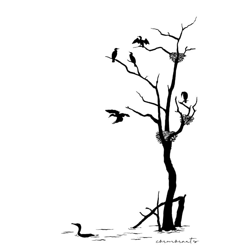 Cormorants on dead tree