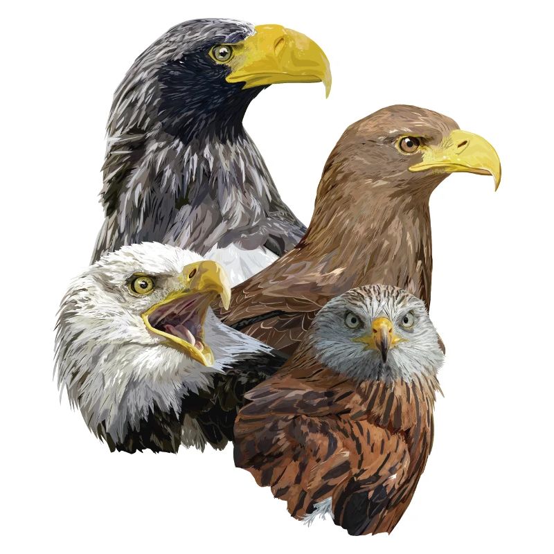 Greifvogel