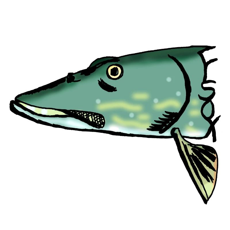 brochet
