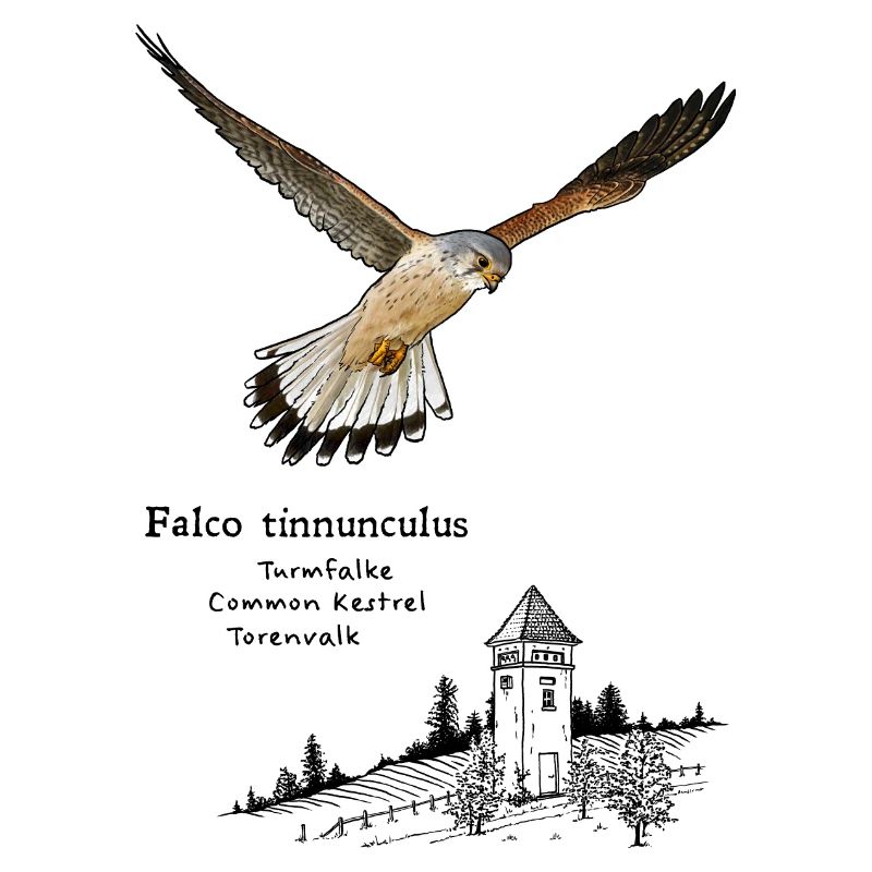 Turmfalke