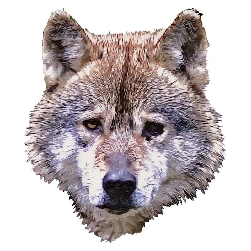 BERIX WOLF Tête