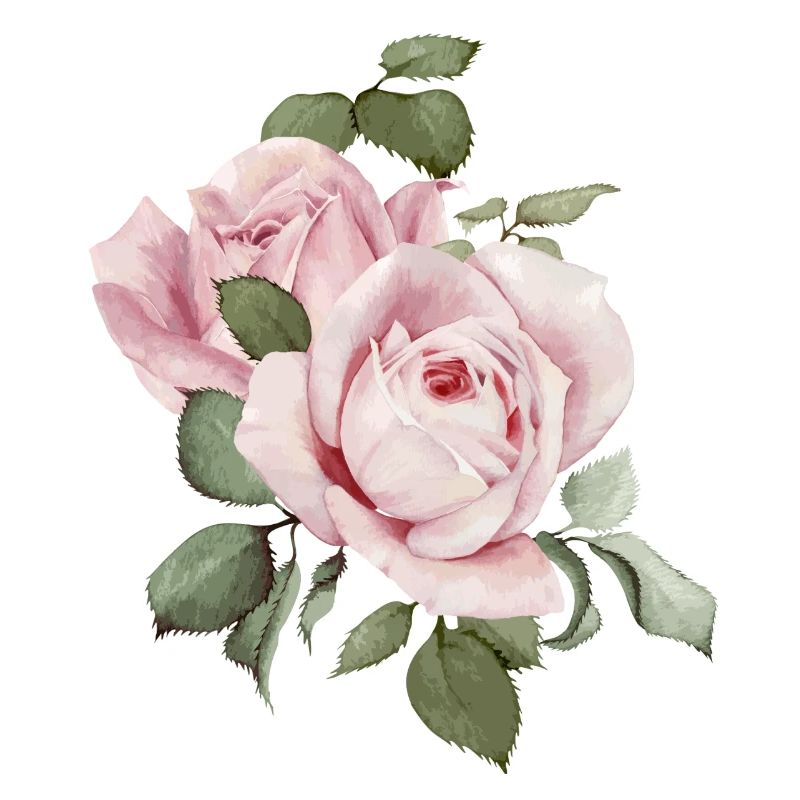 Roses