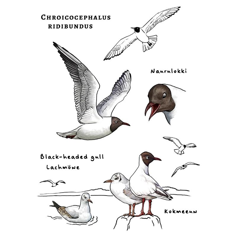 Black-headed gulls