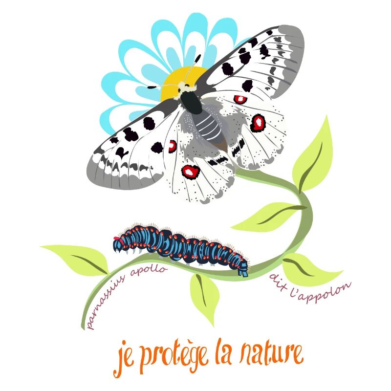 papillon apollon