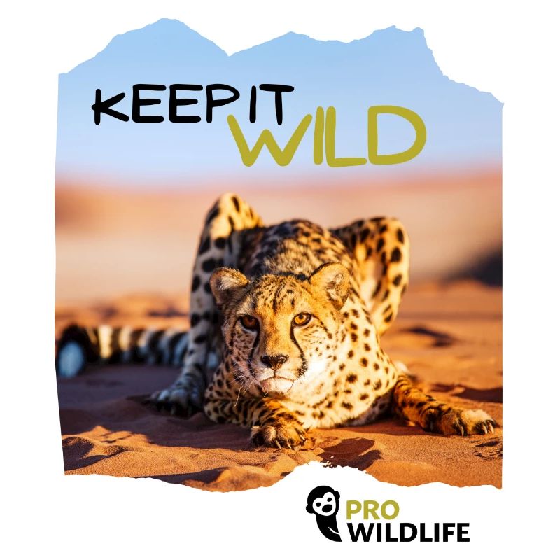 KEEP IT WILD Gepard