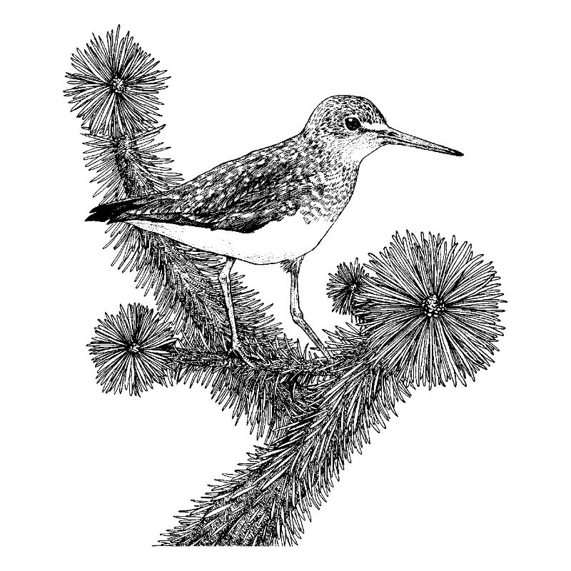 Delicate songbird "Piepsi"