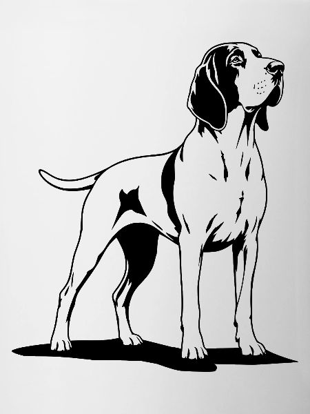 Bracco Italiano standing black