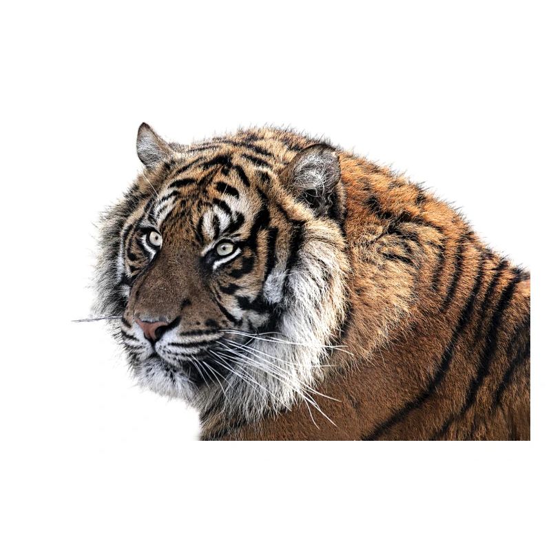 tigre du Bengale