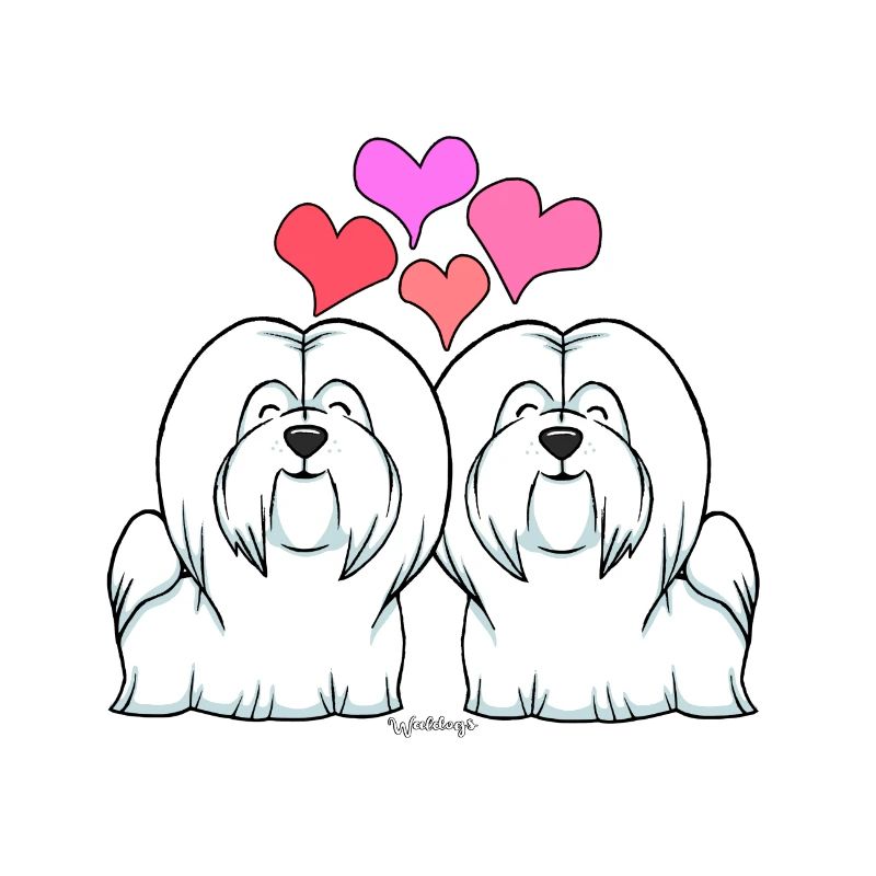 Coton De Tuléar Amour