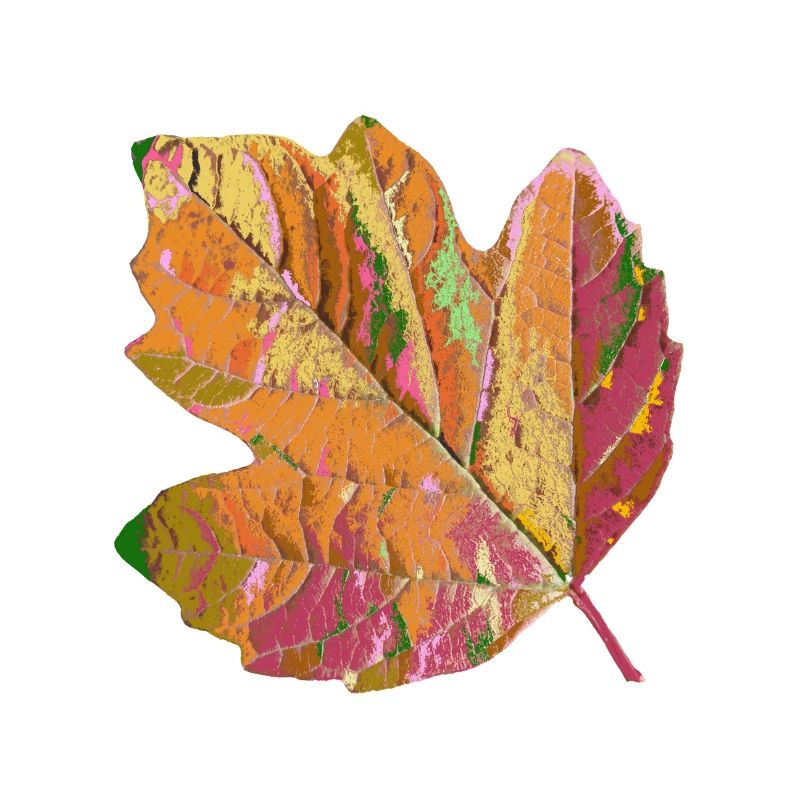 feuille colorée, feuillage, arbre, coloré, saison, automne