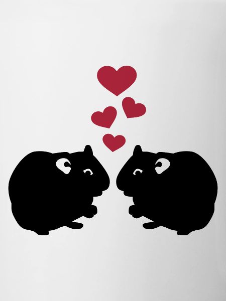 Cochon d'Inde