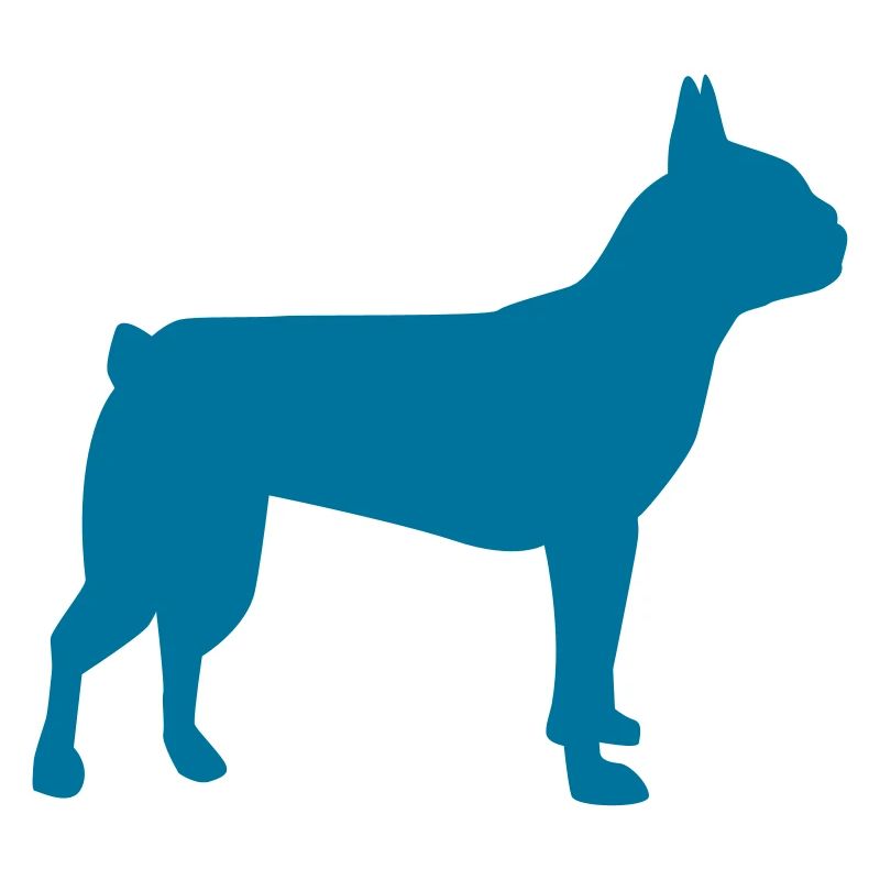 Boston Terrier