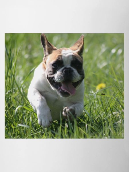 Go Bully Go French Bulldog