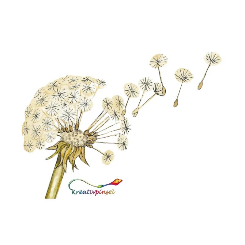 Pusteblume – Dandelion at fruiting time