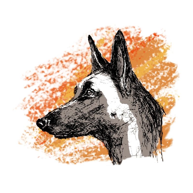 malinois de feu