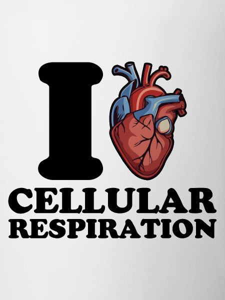 I love cellular respiration