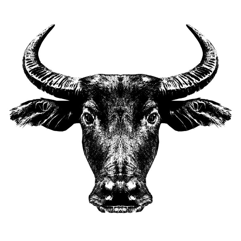 Buffle d’eau / Bubalus arnee