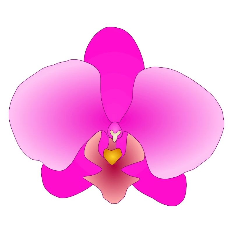 orchidée rose