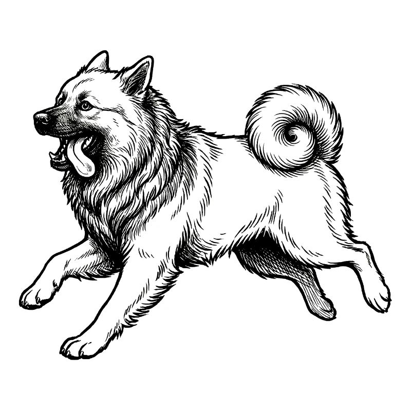 Eurasier | Bright
