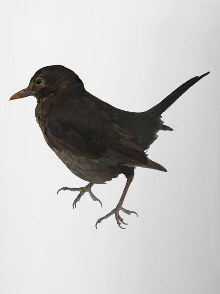 Amsel