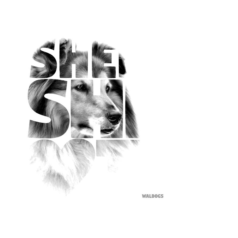 NASSU Sheltie 02