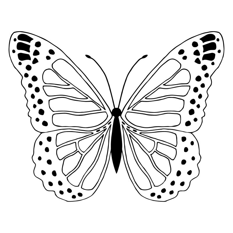 Papillon Papillon Papillon