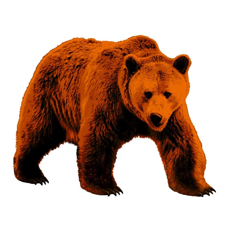 Bear, Wild Bear