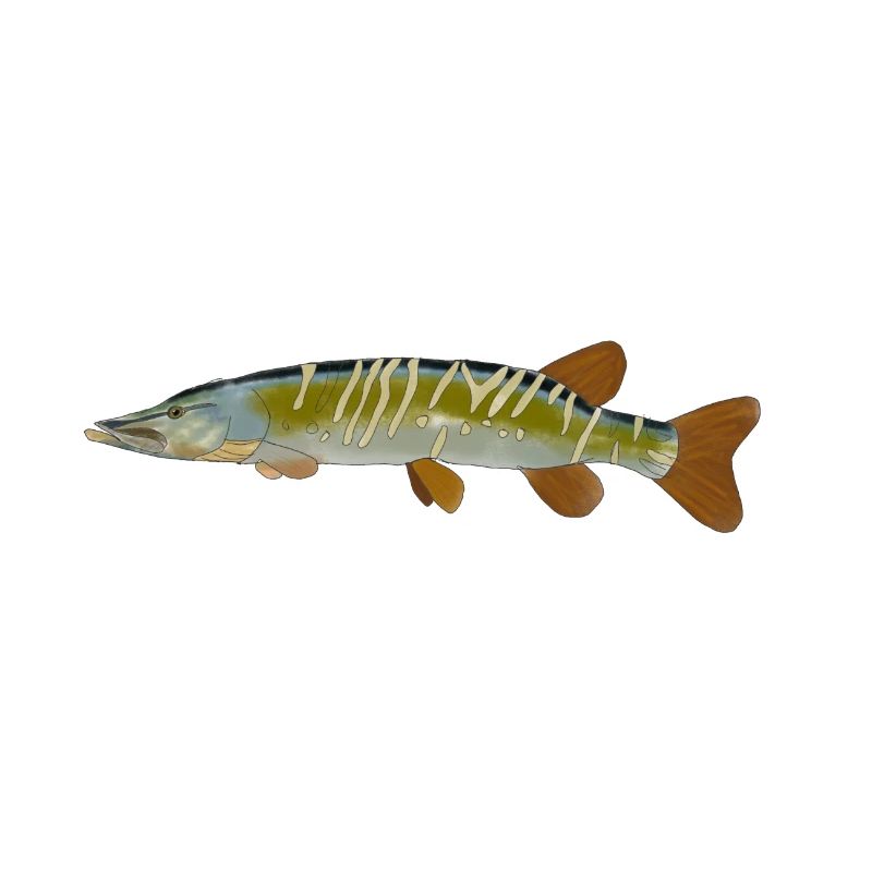 Pike fish design logo fish pike graphic image