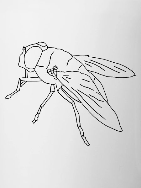Mouche mouche mouche