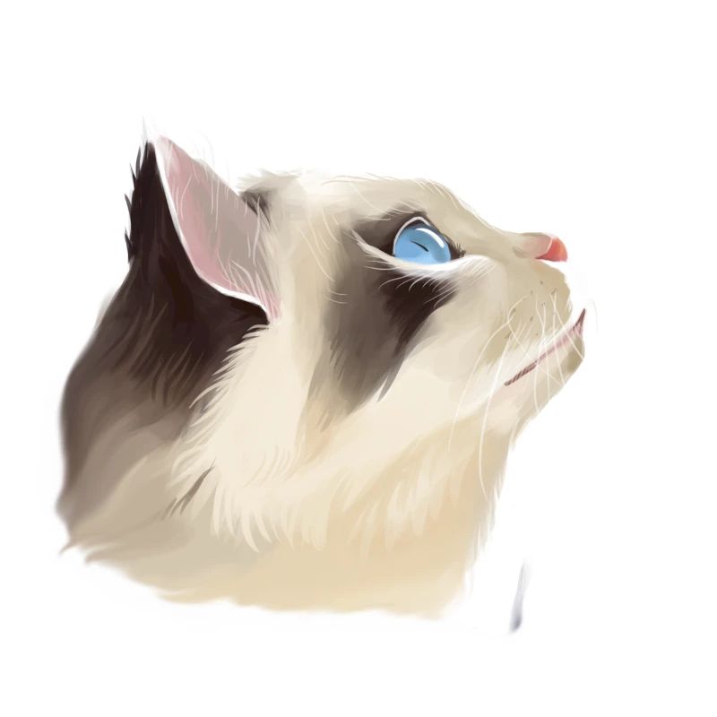 Chat à l’air