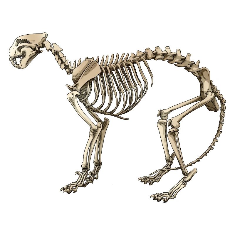 Illustration Cat Skeleton