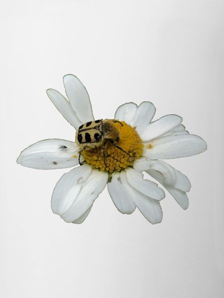 Bee chafer