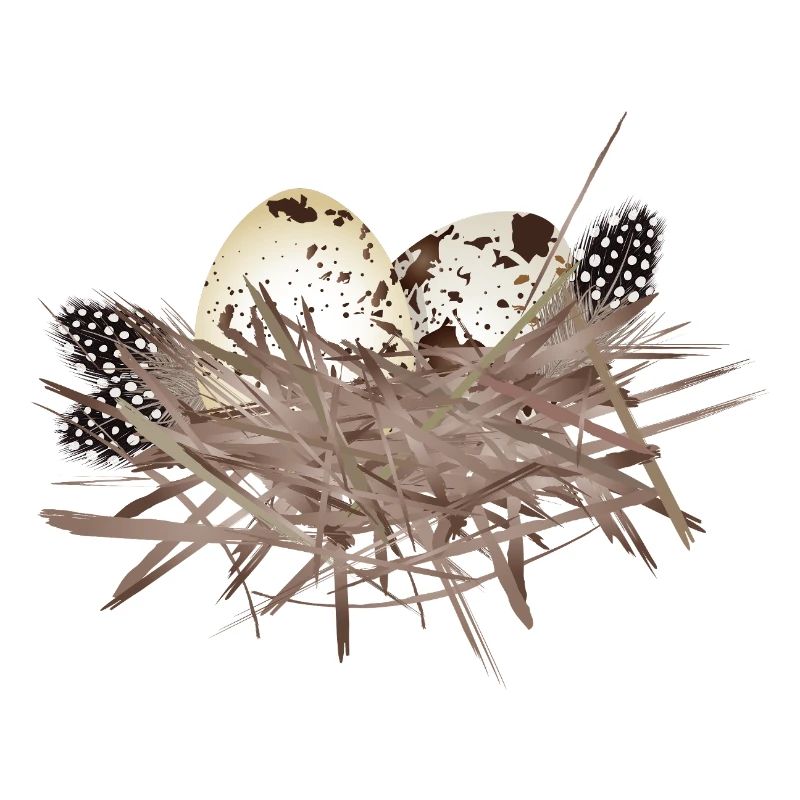 Œufs de caille dans le nid avec plumes de pintade