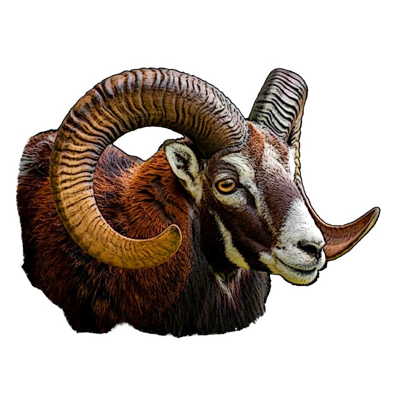 Mouflon Head