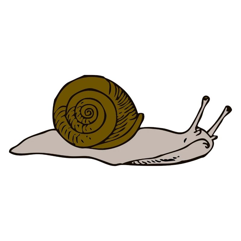 Brown snail