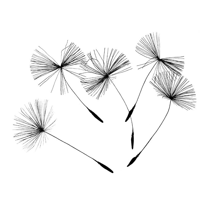 Fliegende Löwenzahn Pusteblumen Samen (Frühling)