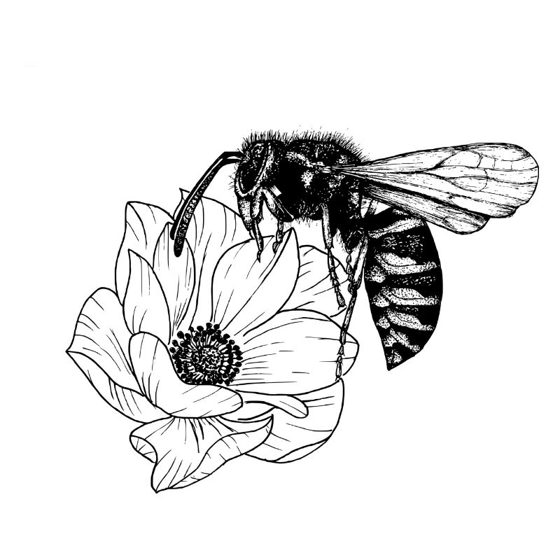 Abeille et fleur