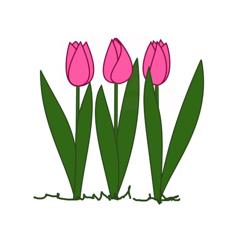 Tulipes roses, printemps, printemps