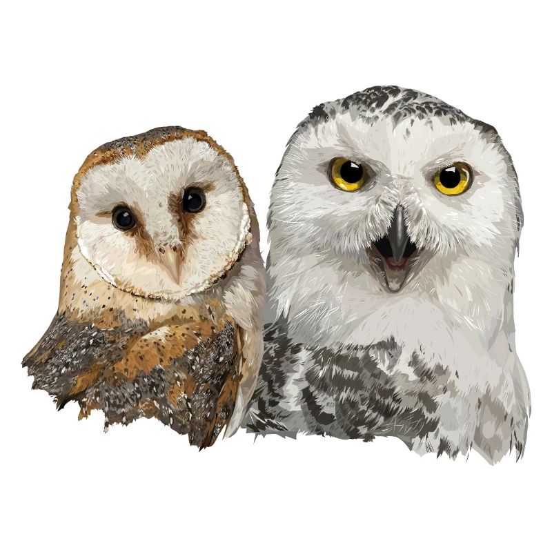 Schneeeule und Schleiereule