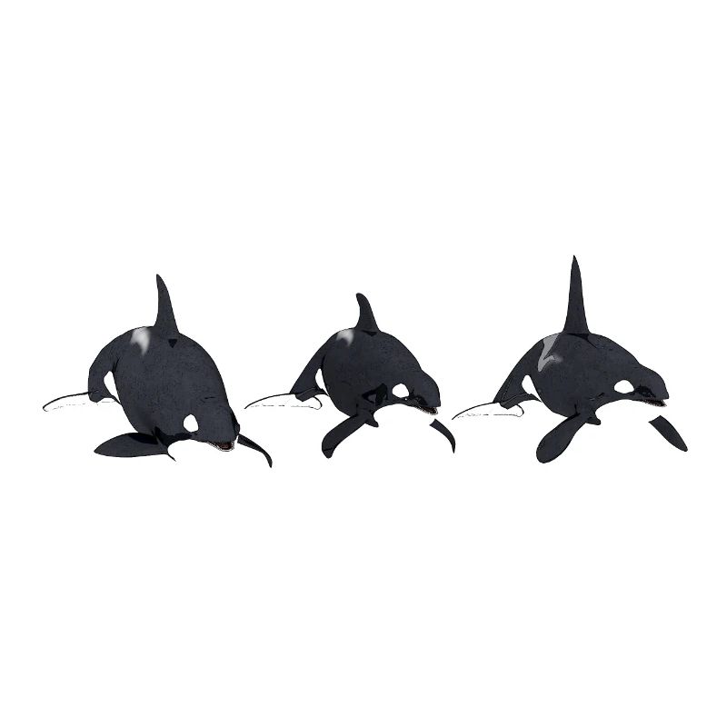 Three killer whales, orca, killer whale