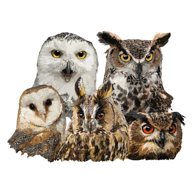 Owls